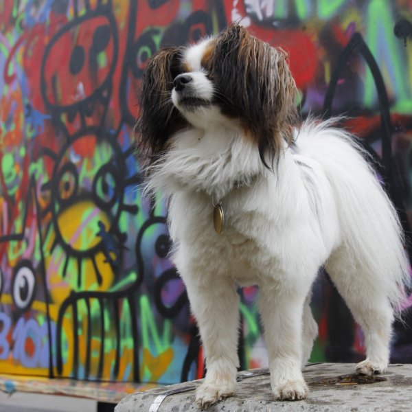 Monin the dog